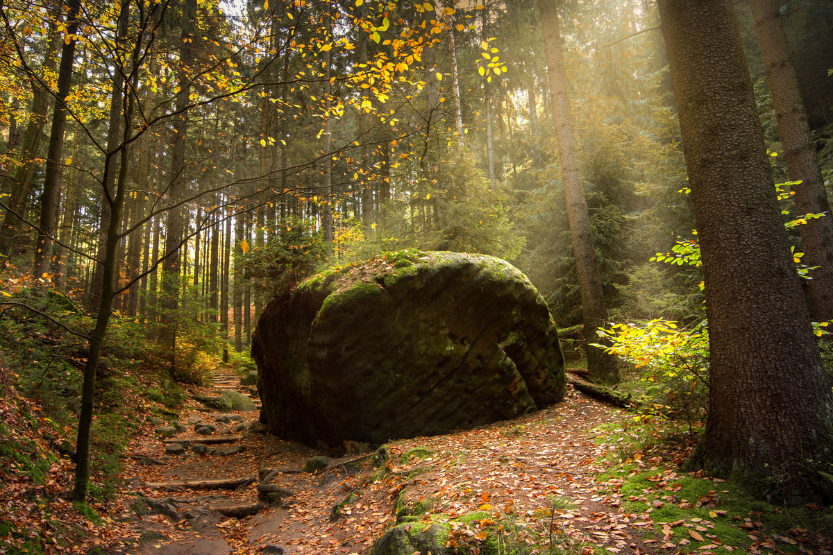 acrylic-print-the-rock-in-the-forest