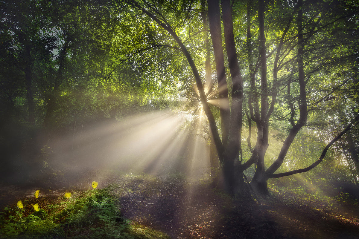 framedposter-print-the-morning-light-x