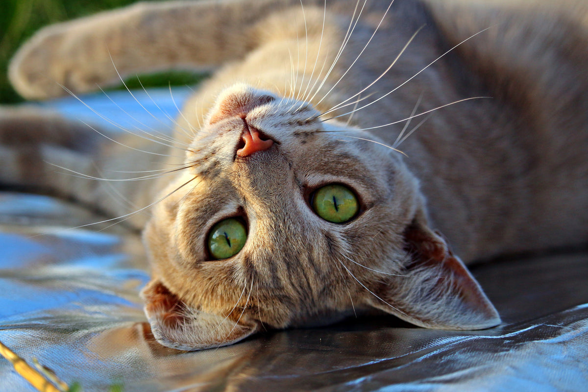 aluminium-print-green-eye