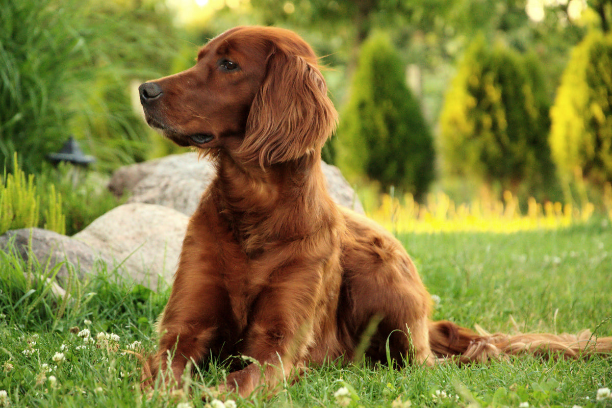acrylic-print-attentive-irish-setter