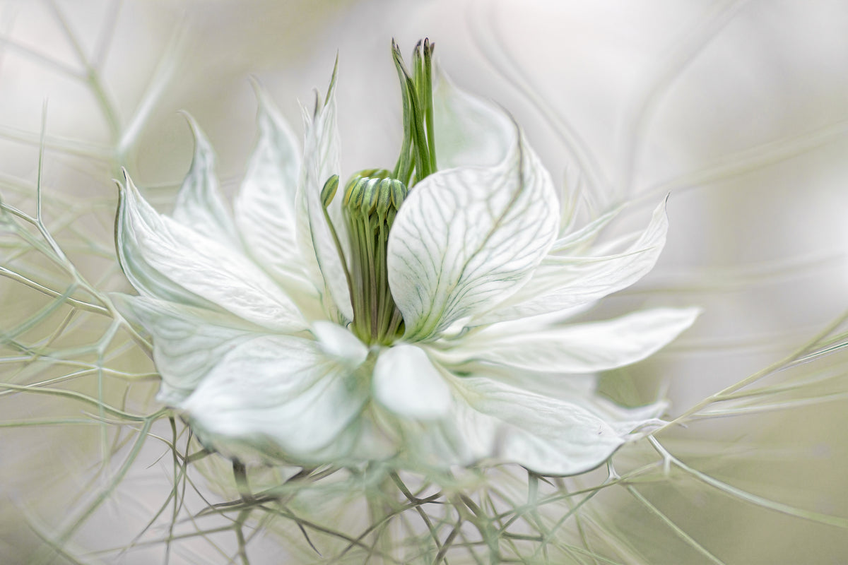 aluminium-print-nigella-xdf