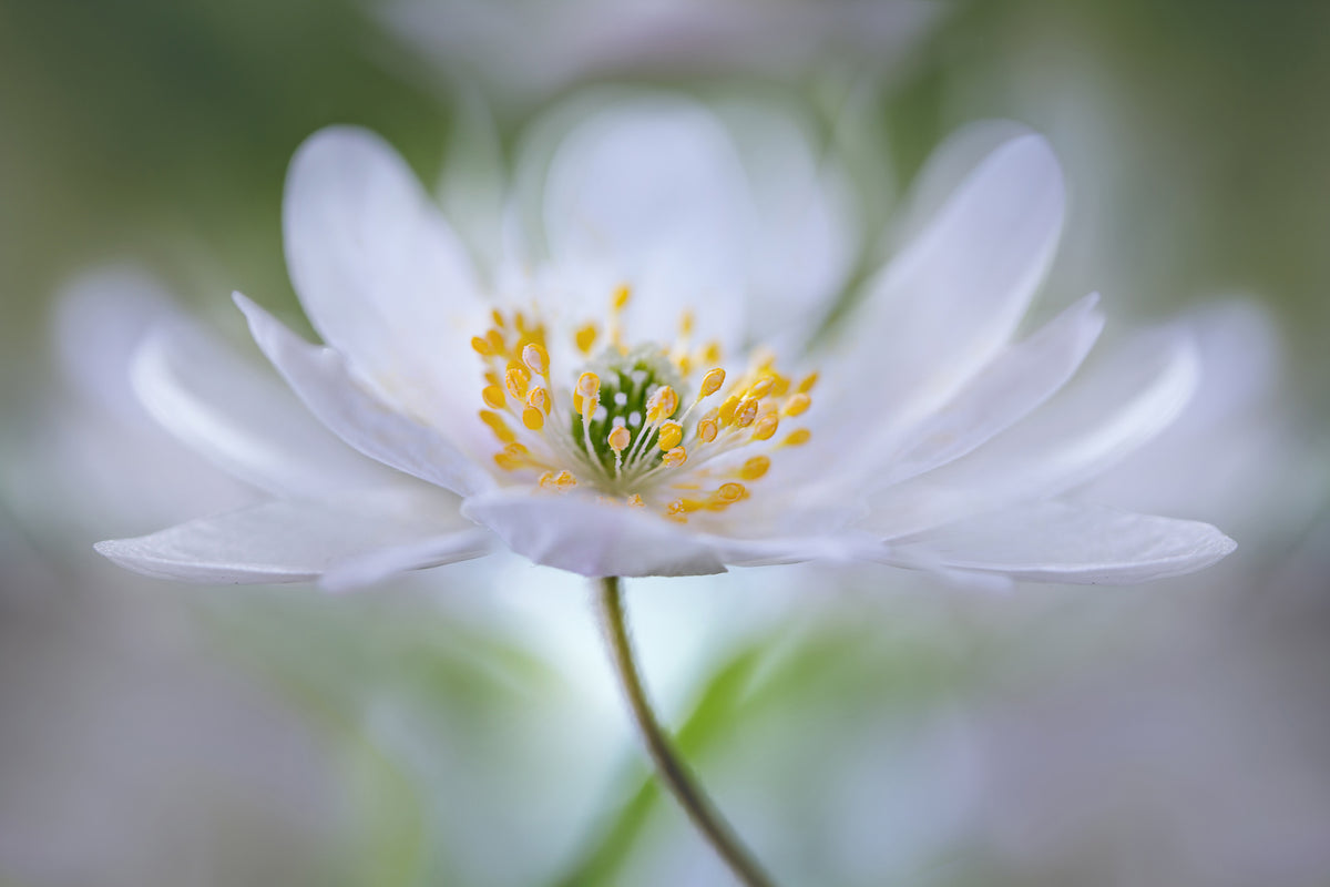 canvas-print-nemorosa-nirvana