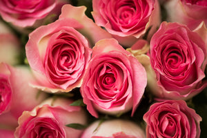 aluminium-print-rose-love
