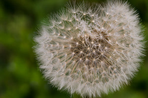 3-piece-aluminium-print-the-dandelion-in-nature