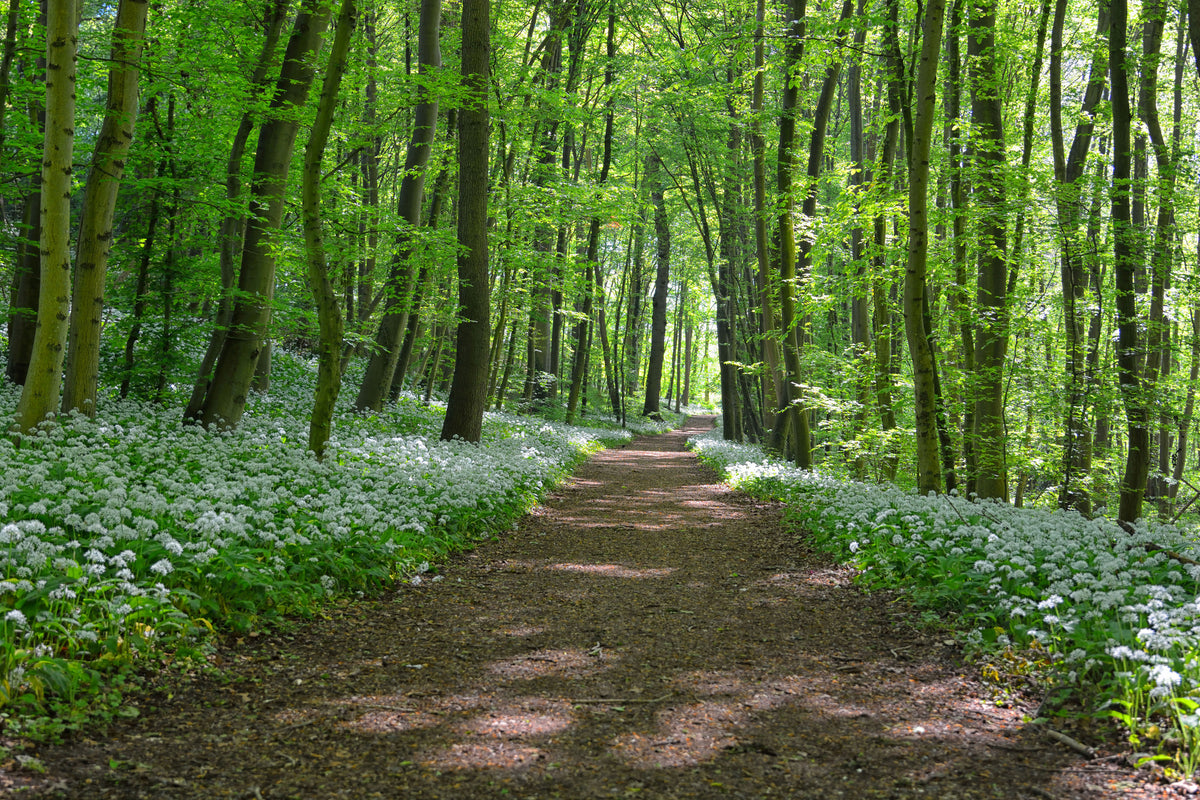 3-piece-canvas-print-we-love-the-summer-in-the-woods