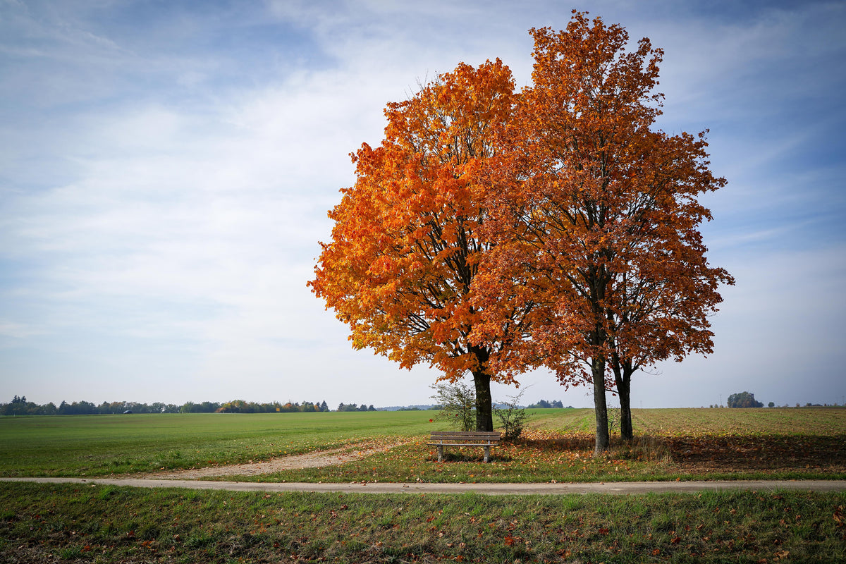 framedcanvas-print-the-3-trees