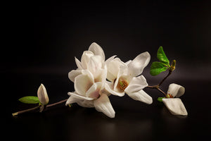 aluminium-print-magnolia