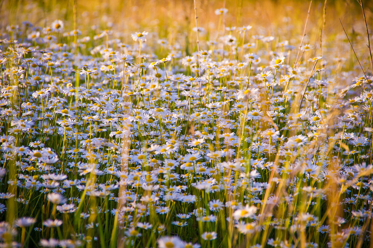 3-piece-aluminium-print-a-field-full-of-camomile