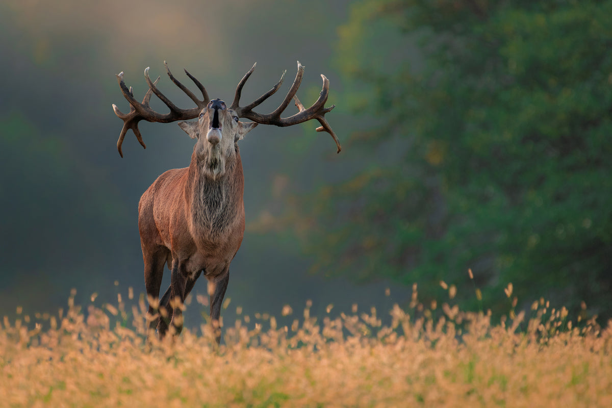 canvas-print-deer-wedding-song-x