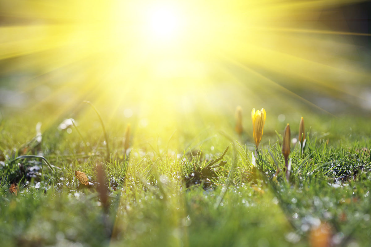 3-piece-aluminium-print-flowery-meadow