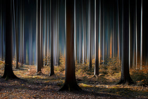 framedcanvas-print-mystic-wood