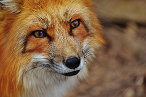 3-piece-aluminium-print-the-fox