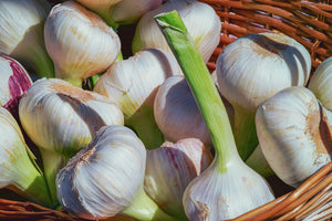 canvas-print-fresh-garlic