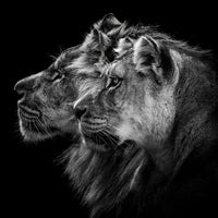 poster-print-lion-and-lioness-portrait