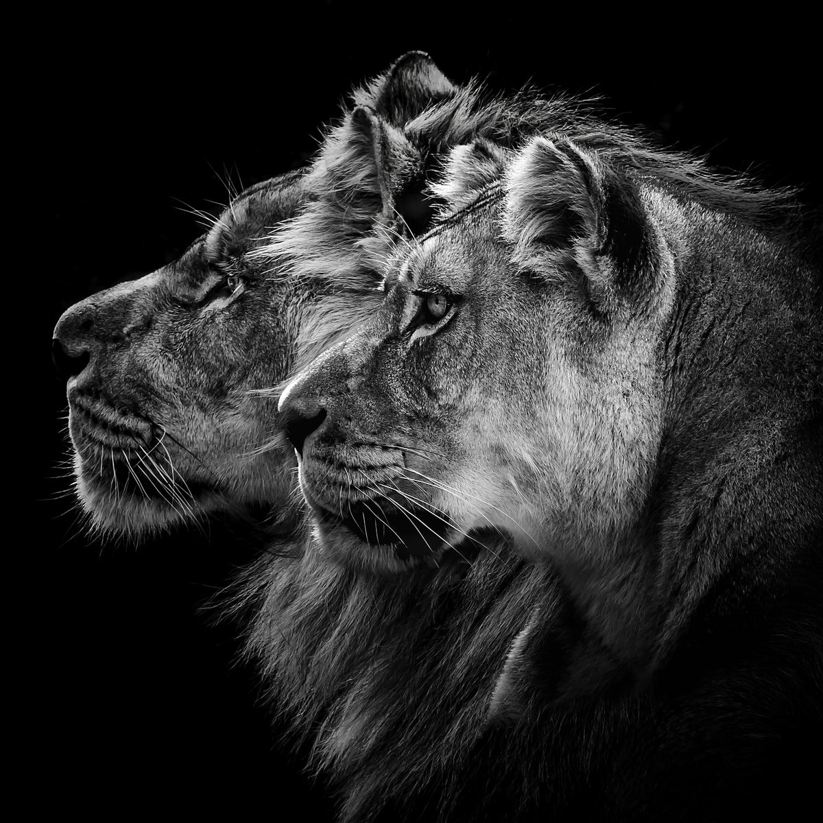 poster-print-lion-and-lioness-portrait