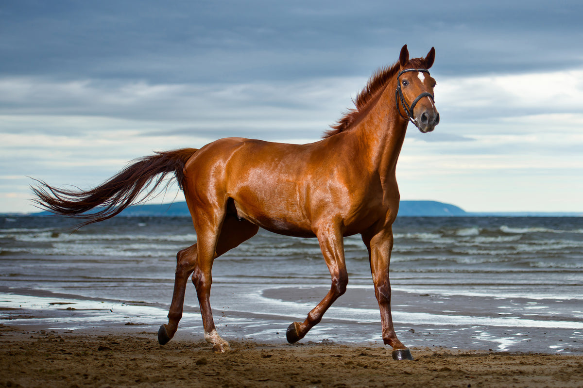 aluminium-print-a-thoroughbred-at-the-sea