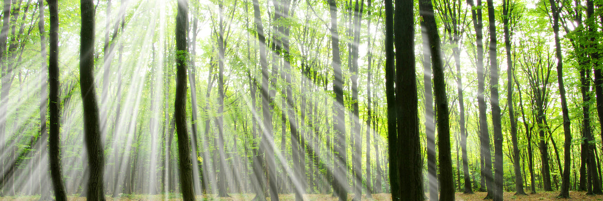 panoramic-3-piece-acrylic-print-magic-light-in-the-trees-panorama