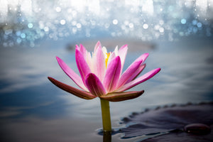 aluminium-print-lotus-in-the-morning-dew