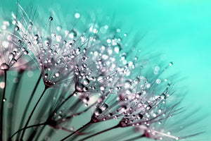 poster-print-macro-dandelion-p