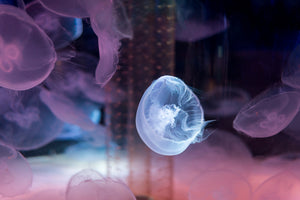 acrylic-print-the-beauty-of-jellyfish