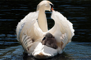 3-piece-canvas-print-mom-and-baby-swan