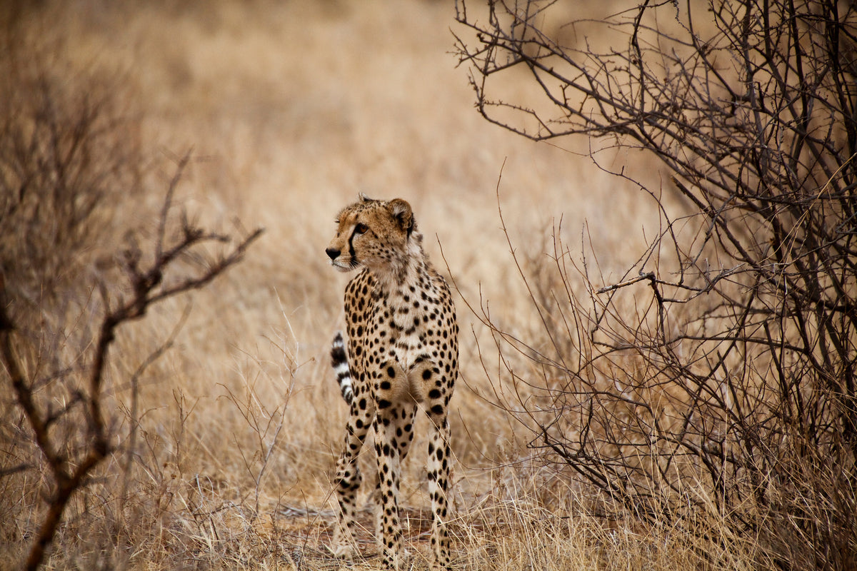 3-piece-aluminium-print-elegant-cheetah