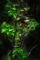 acrylic-print-mushroom-wall