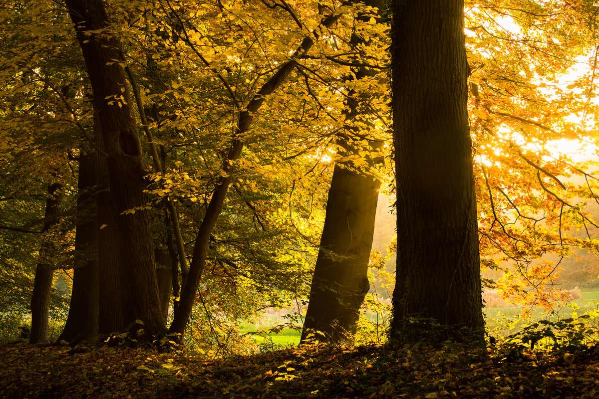 3-piece-aluminium-print-autumn-leaves