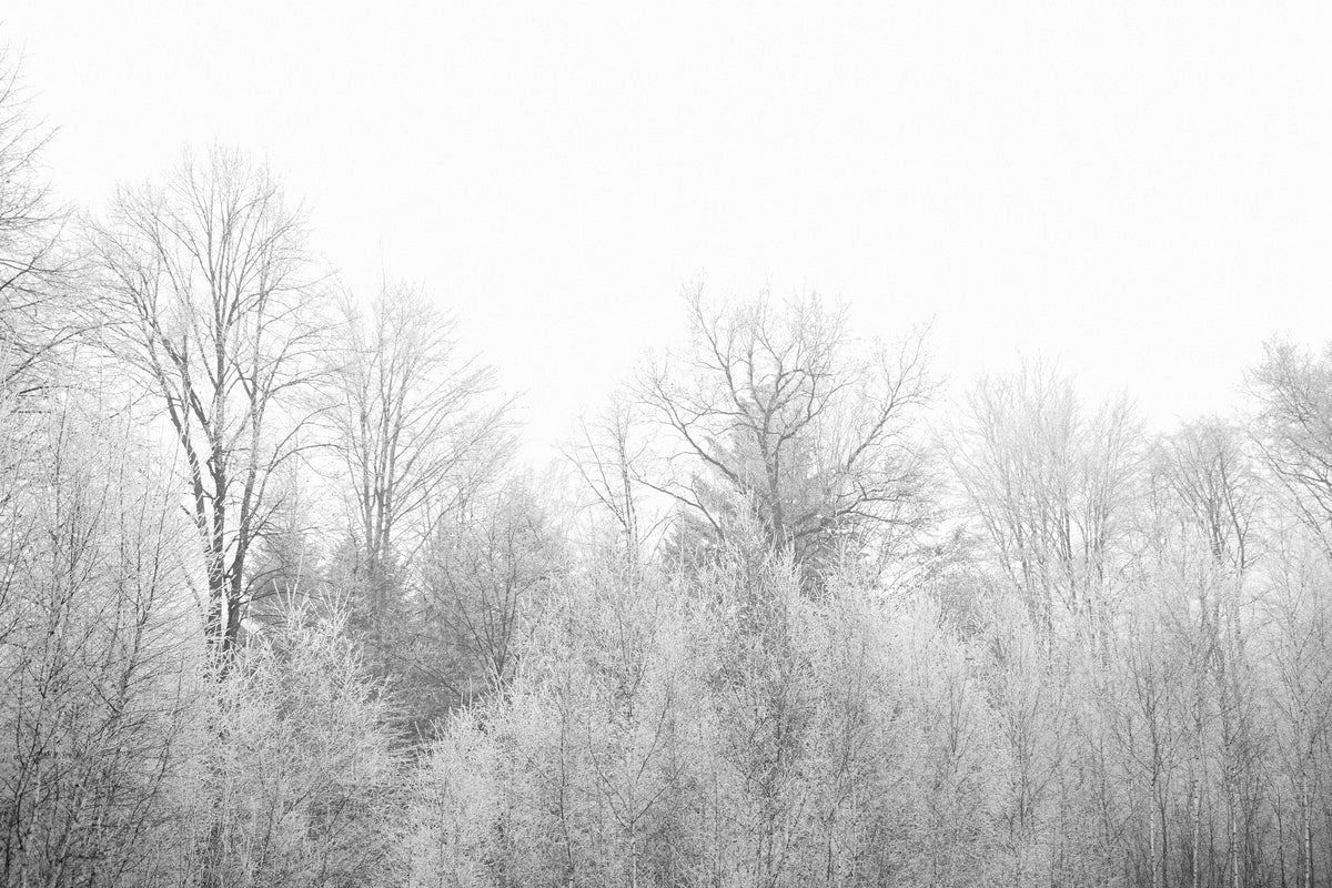 modern-3-piece-acrylic-print-birches-in-the-snow