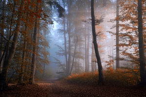 aluminium-print-autumn-colors-x