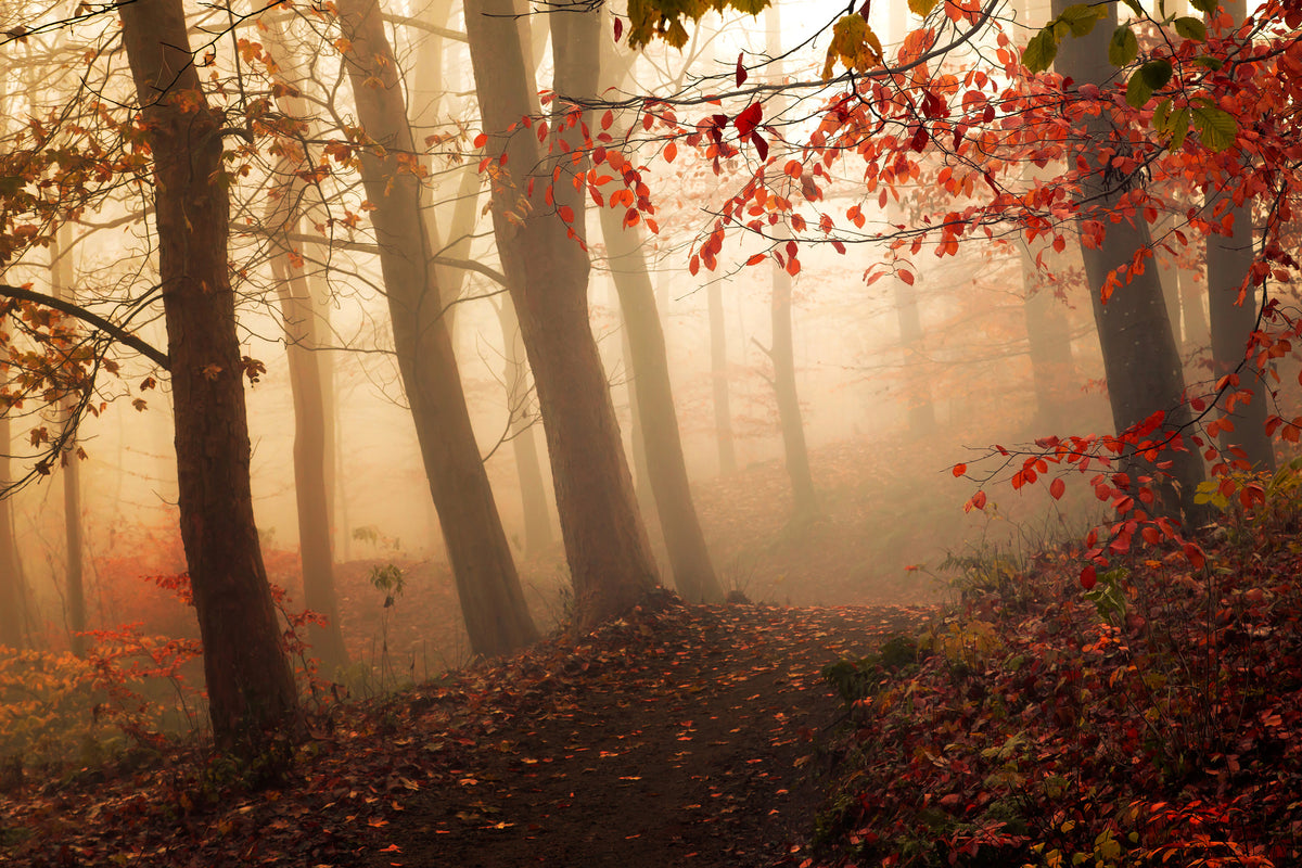 poster-print-towards-the-light