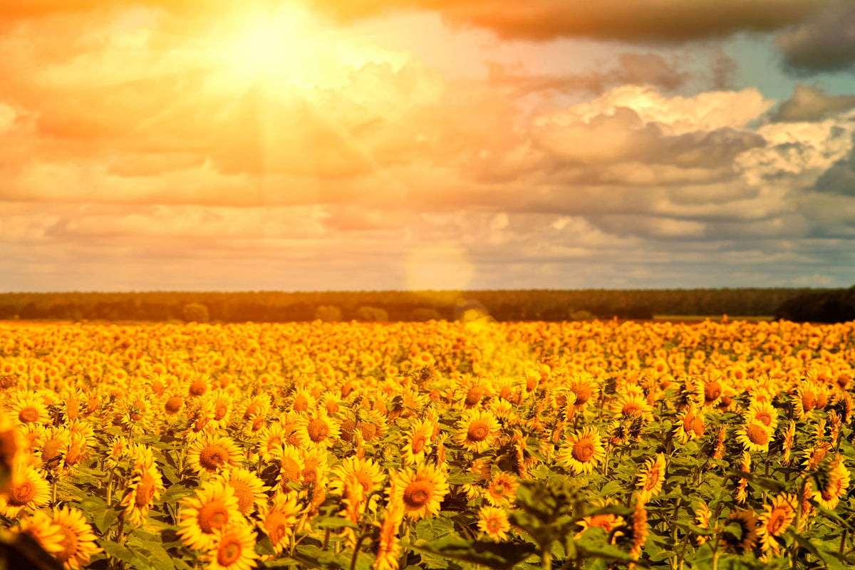 3-piece-aluminium-print-golden-light-sunflower