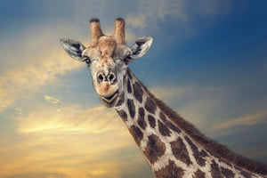 framedcanvas-print-the-friendly-giant
