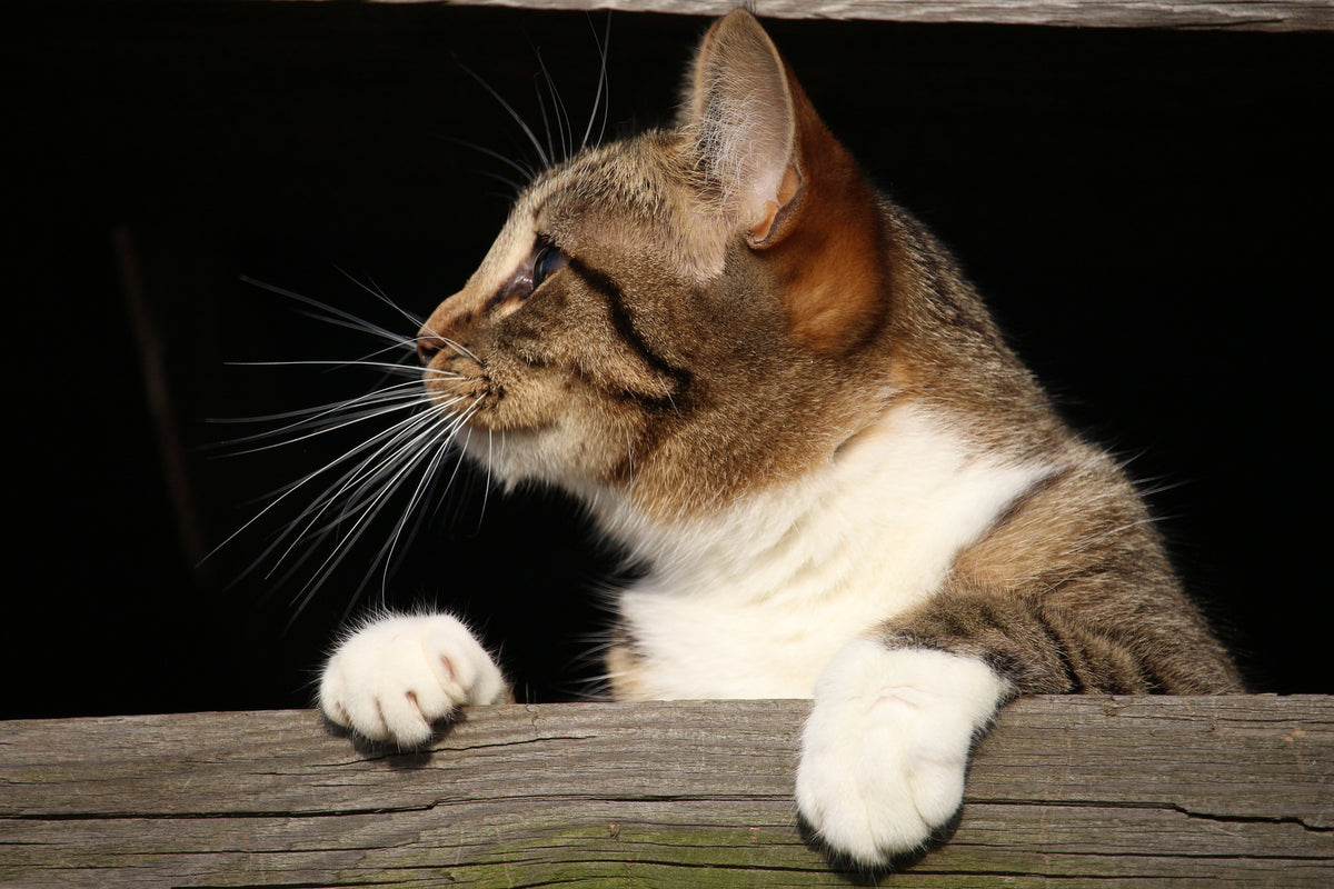poster-print-xl-cat