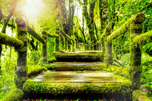aluminium-print-moss