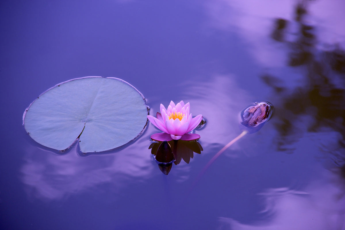 3-piece-canvas-print-lotus-flower