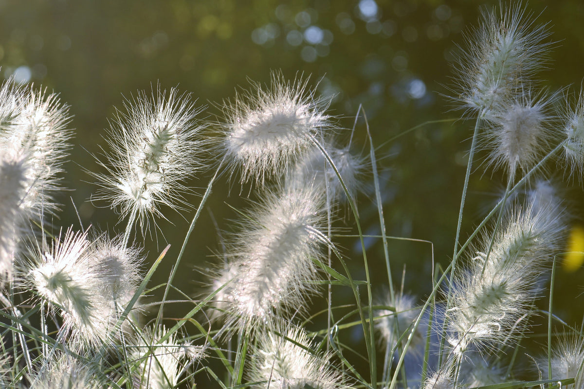 acrylic-print-ornamental-grasses-in-xl