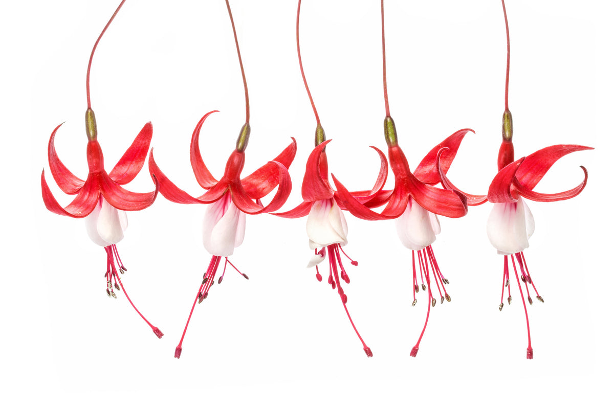 framedposter-print-fuchsia-x