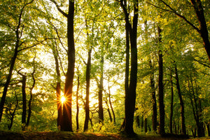 3-piece-aluminium-print-sunset-between-trees