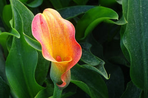 canvas-print-wild-calla