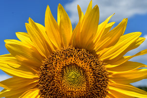 3-piece-canvas-print-sunflower-in-xxl