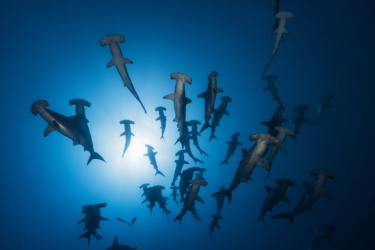 framedposter-print-hammerhead-sharks-in-the-light