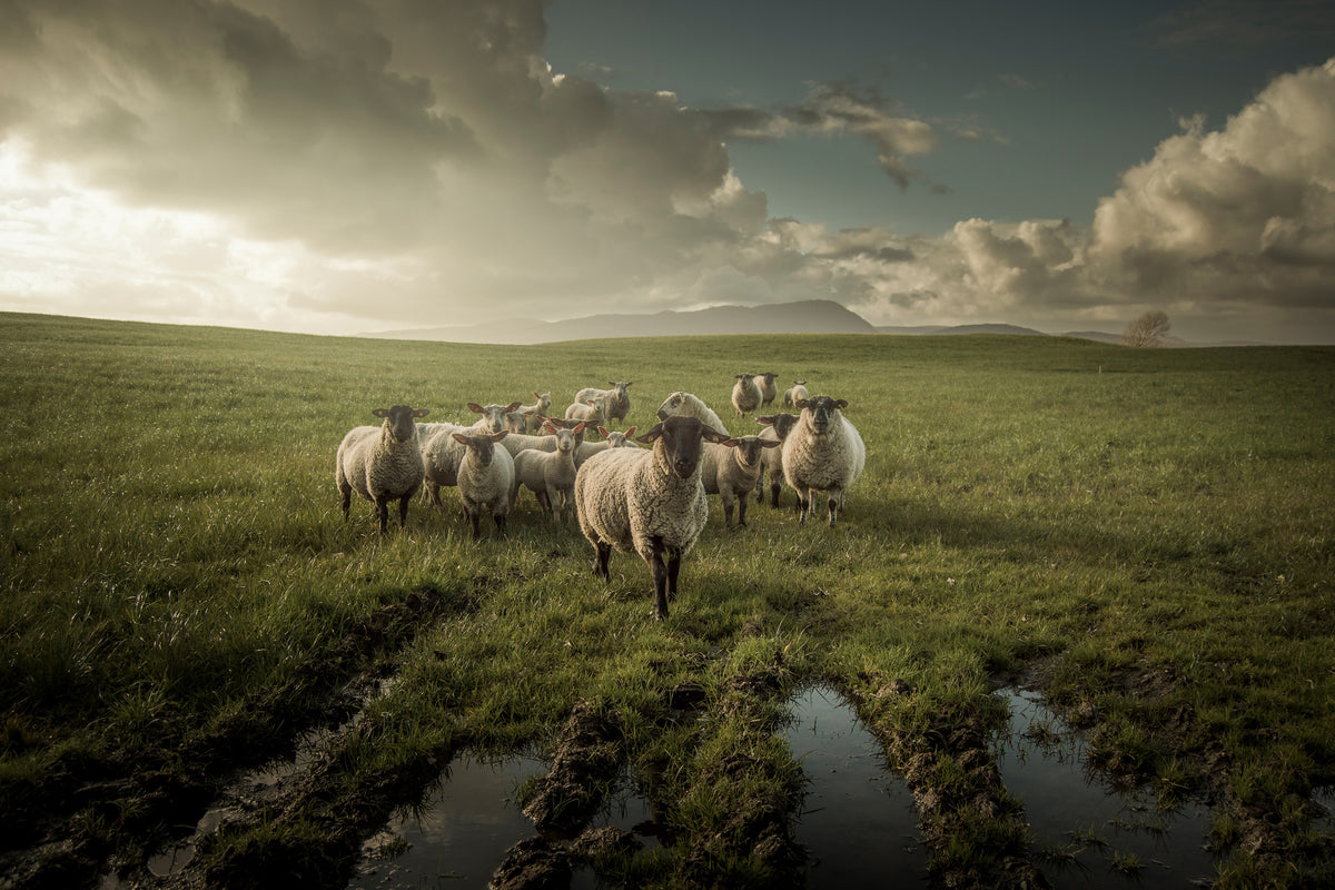 canvas-print-sheep-x