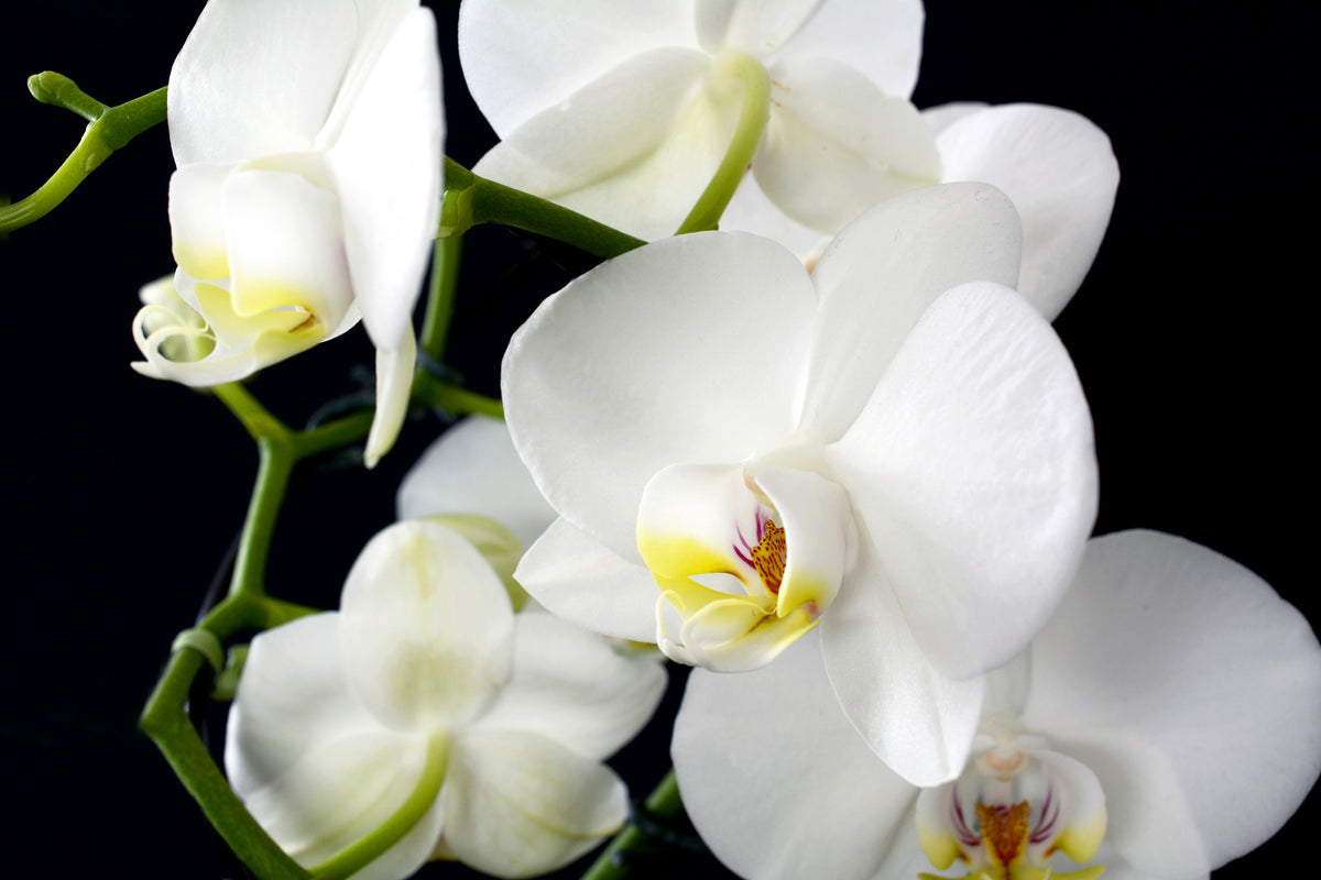 3-piece-acrylic-print-orchid-close-up