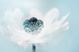 poster-print-candy-floss