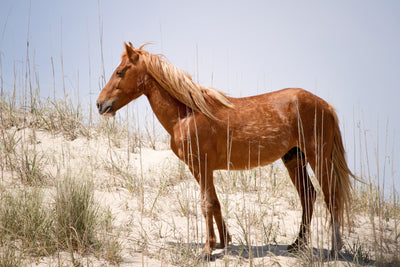 poster-print-wild-spanish-mustang