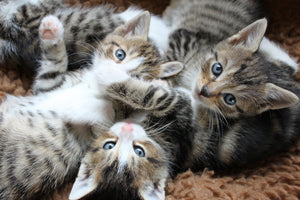 poster-print-many-kittens