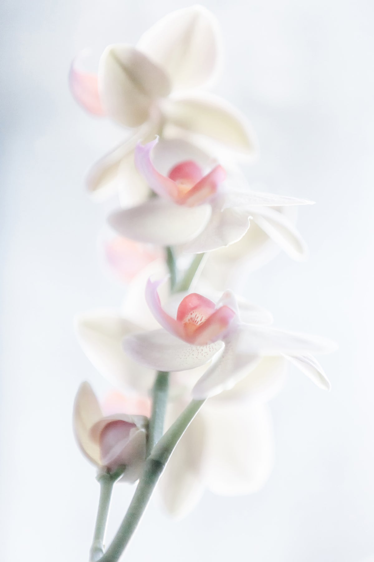 acrylic-print-pale-beauty