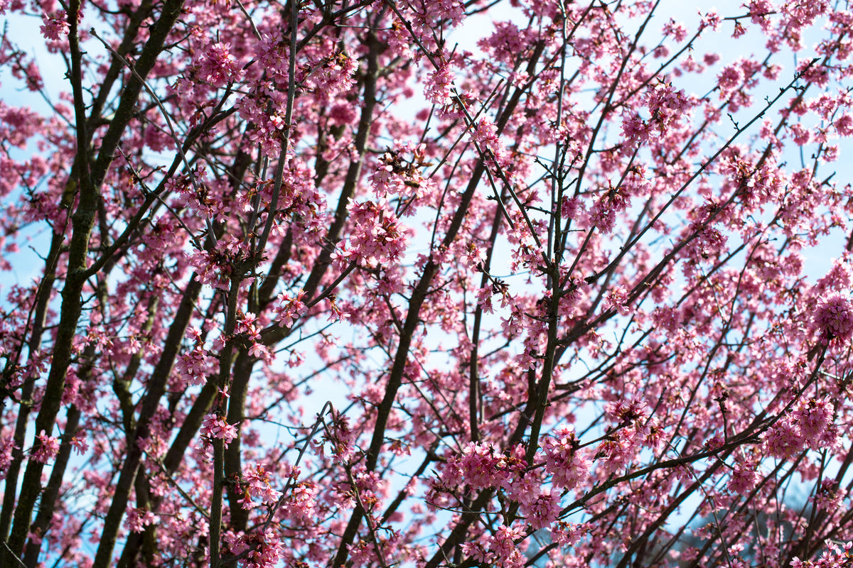 framedcanvas-print-japanese-cherry-blossom