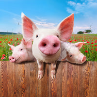 4-piece-aluminium-print-pig-in-luck
